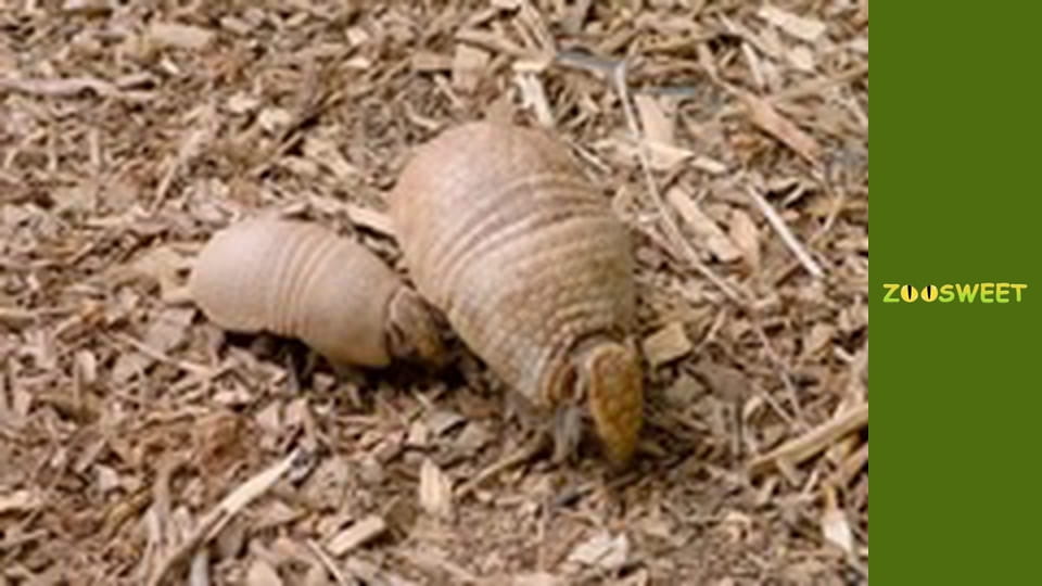 Дикі тварини Сан-Дієго - серія 19