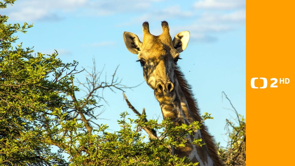 Žirafy zblízka i z výšky