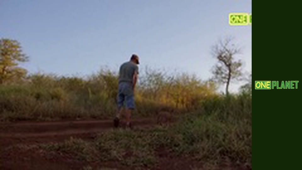 Дикие кошки, 1 эп.