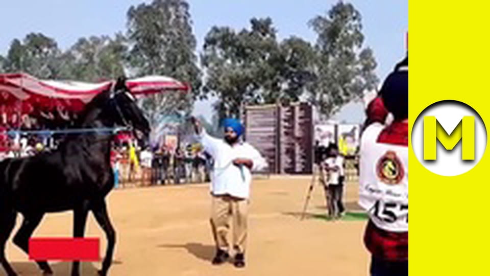 Max TV - сезон 1 - серія 34