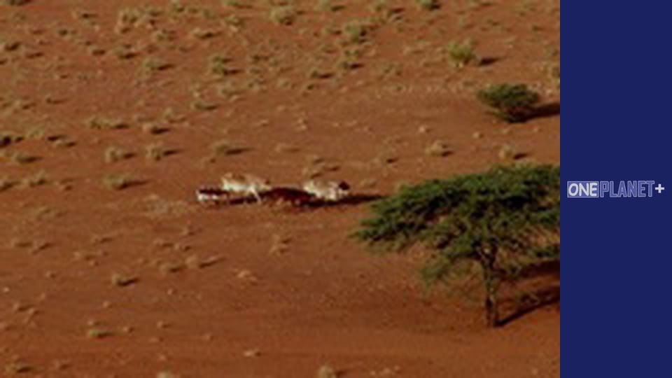 Подорож у Минуле, Випуск 2