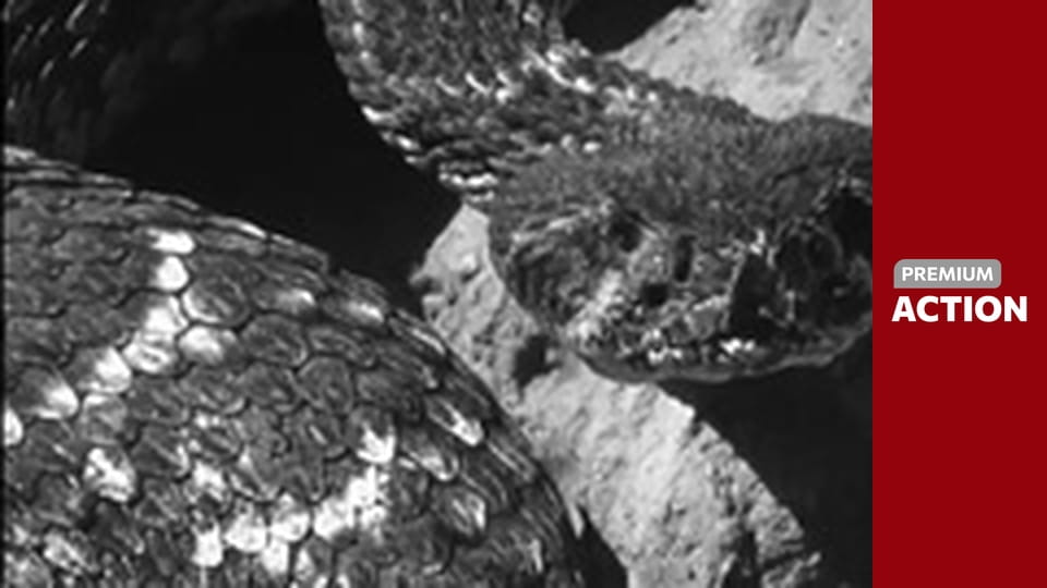 Natural Born Killers