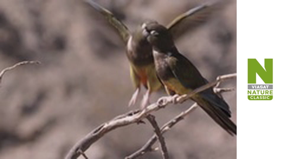 Wild Fighters - The Struggle For Love