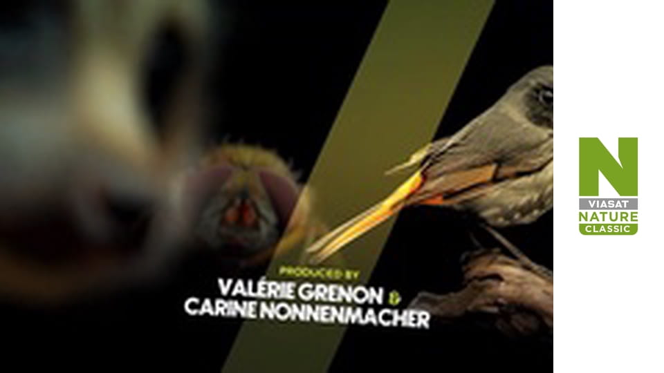 Animals Decoded Season 1 Episode 1