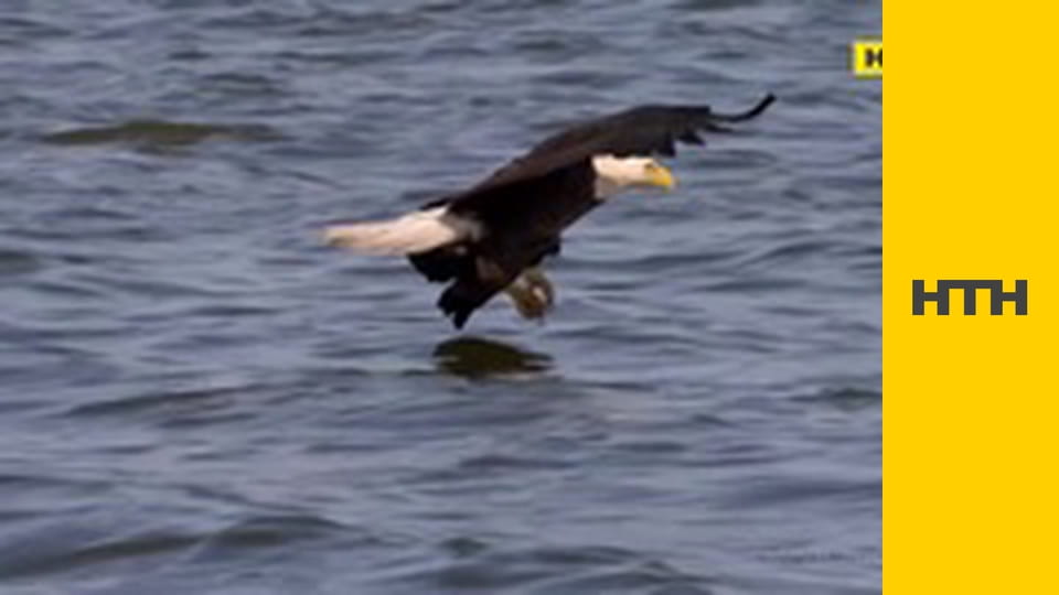 "Випадковий свідок".