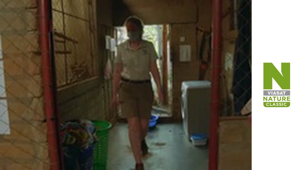 Рятувальники тварин у Малаві - Сезон 2 - Нова мама Циби