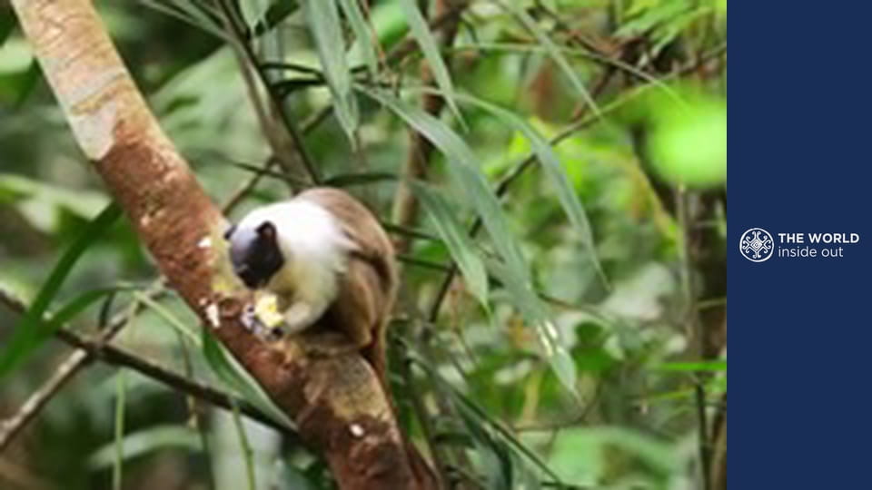 Iguazu Falls and meeting the dwarves. Brazil.