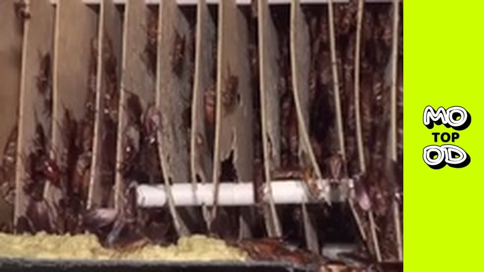 Look Up Show Сезон 3 Епізод 12