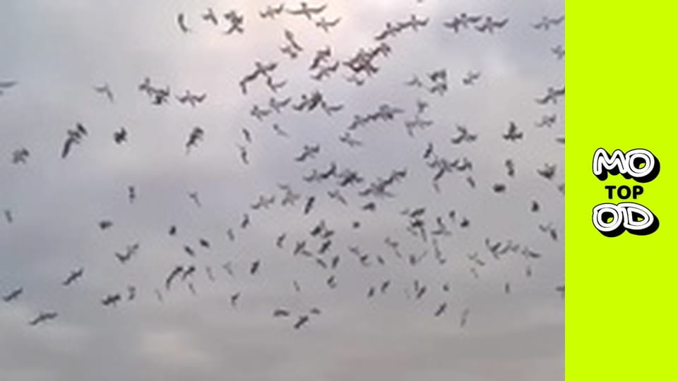 Top Mood, Сезон 2, Випуск 20