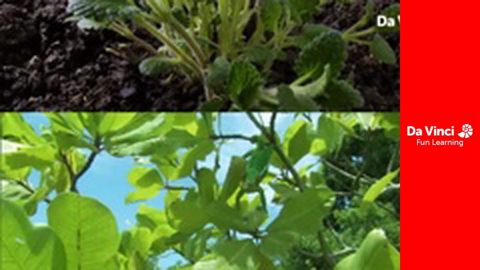 Знать всё - Почему растения такие зеленые?