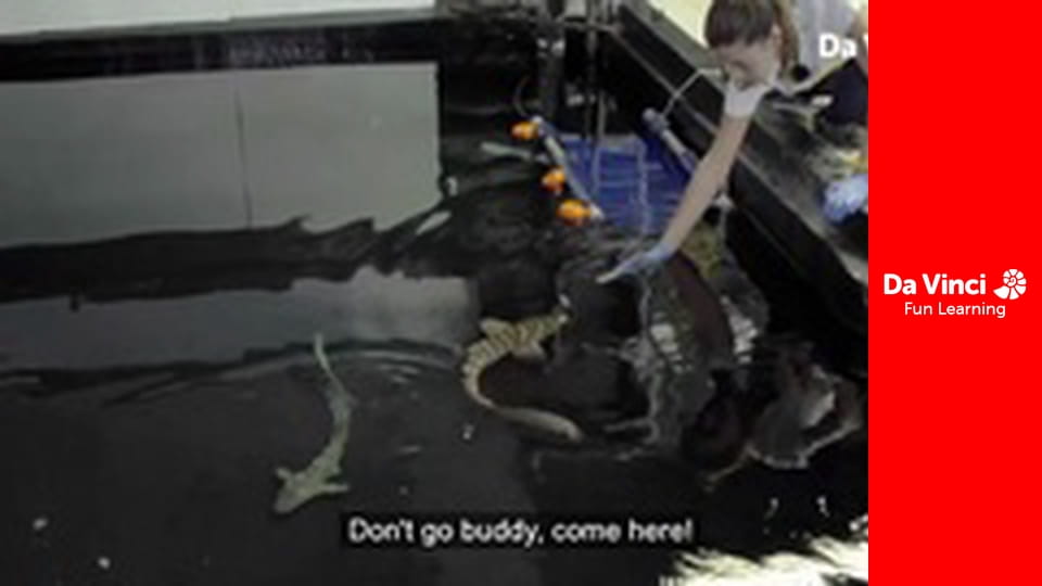 Посольство тварин - Риба-клоун і білий тигр