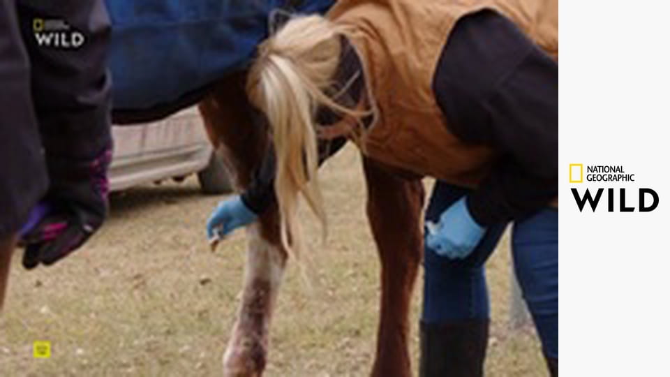 Skvelý Dr. Pol XXIII (8)