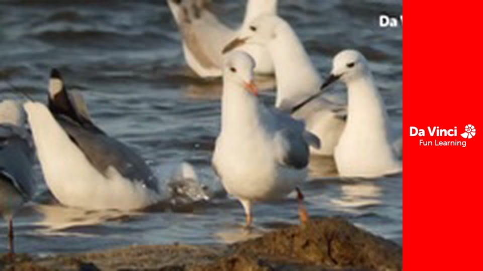 Сіяя - Найдикіший мис - Коґелберґ - Ключ до моря