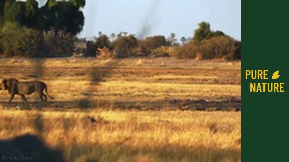 Wild Animals of Africa: Lions