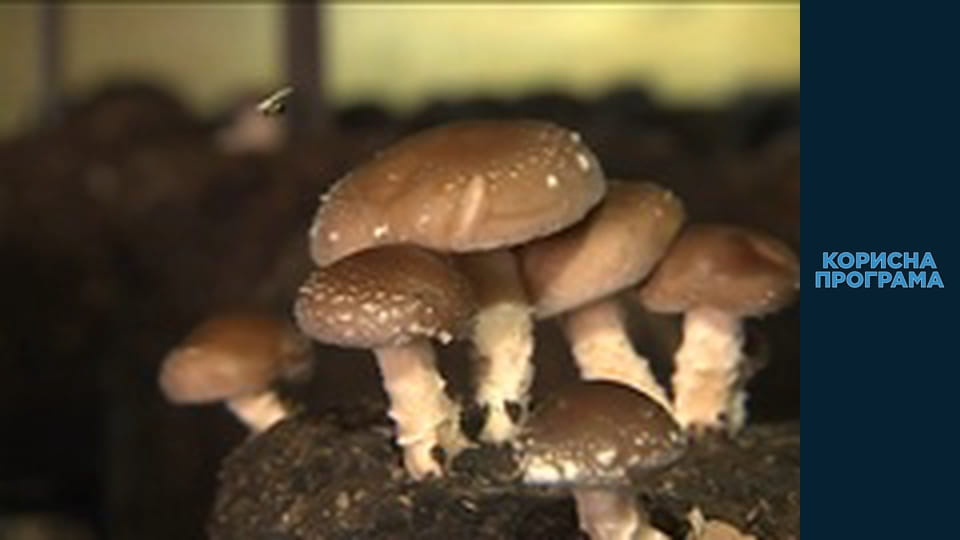 Корисна програма, Сезон 2, Випуск 67