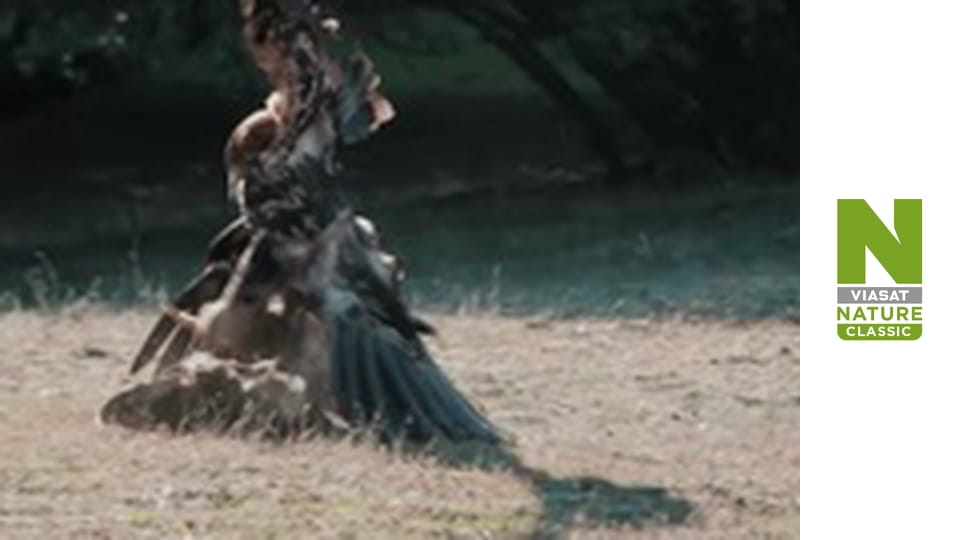 Дикі борці - Боротьба за їжу