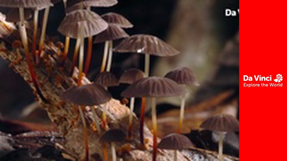 Animal Anarchists - The Deadly Zombie Fungus