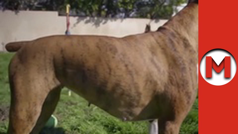 Макс Шоу - сезон 2 - серія 86