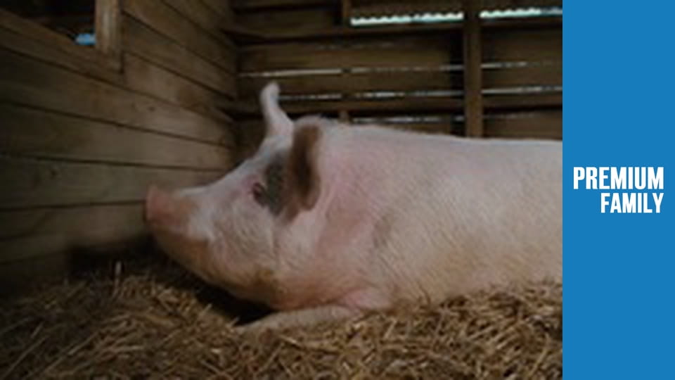 Павутиння Шарлотти