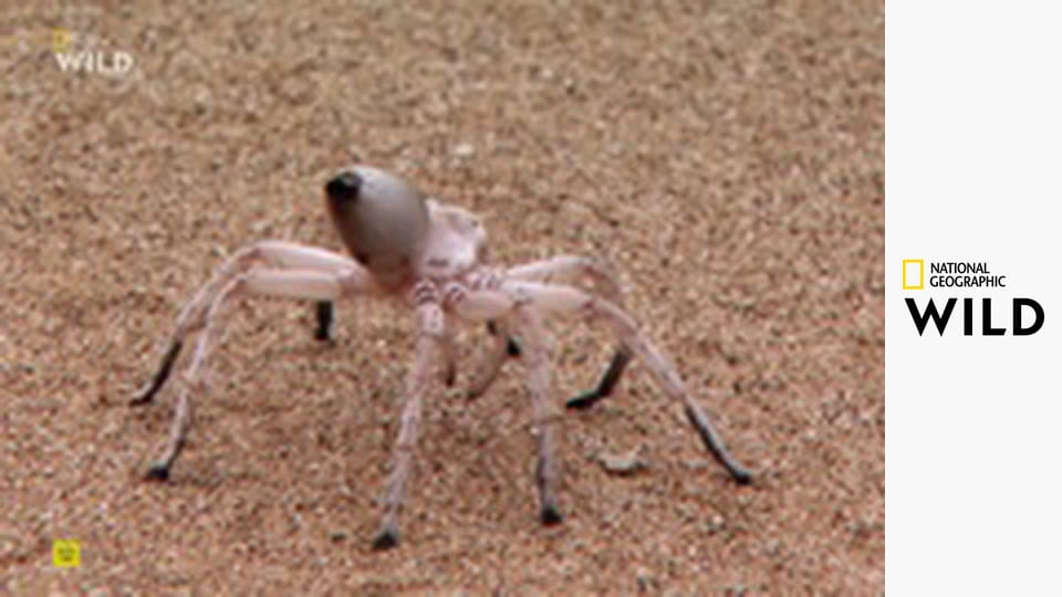 Скрытые чудеса Африки S1E3 - Сахара