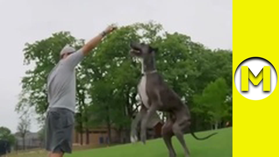 Max TV - сезон 1 - серія 95