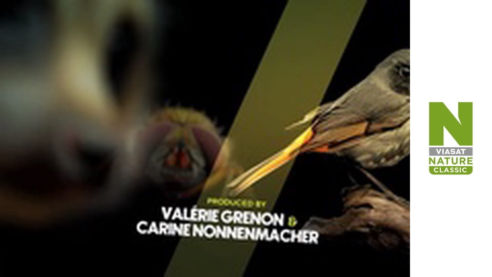 Расшифровка мира животных Сезон 1 Эпизод 2