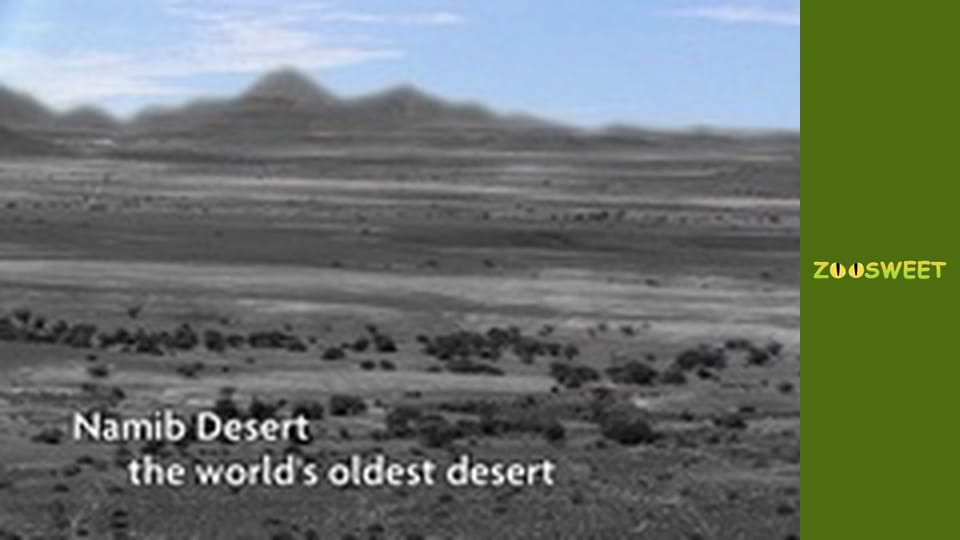 Мои любимцы - cерия 1