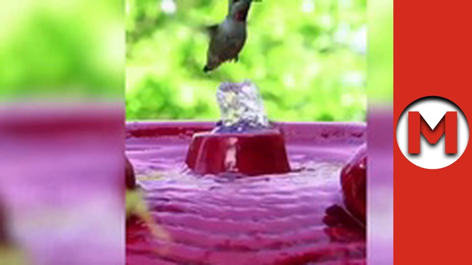 "Макс Шоу" сезон 1 серия 39