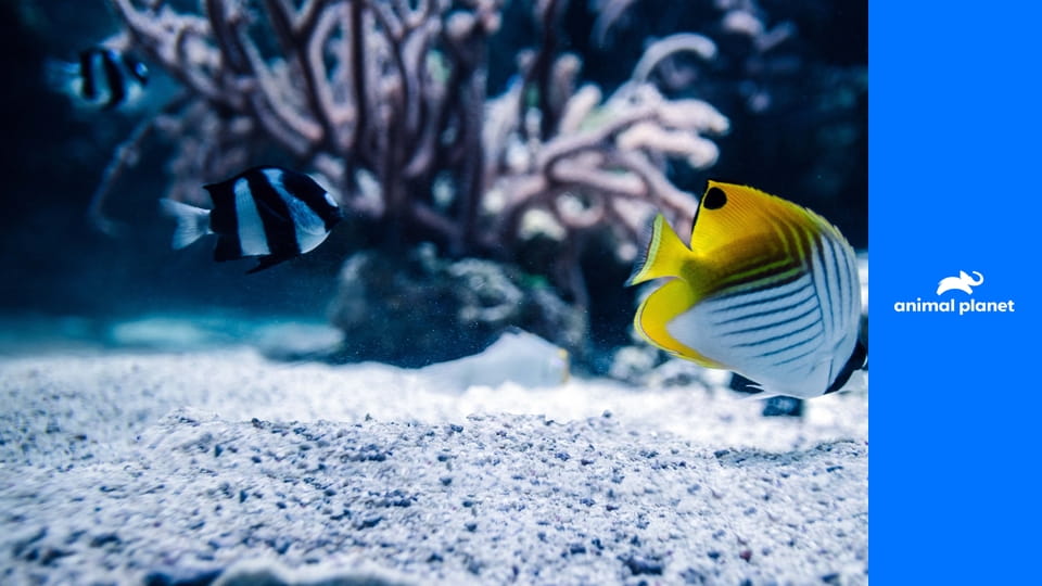 Akváriá na mieru S4E19 - Wilmerovo akvárium