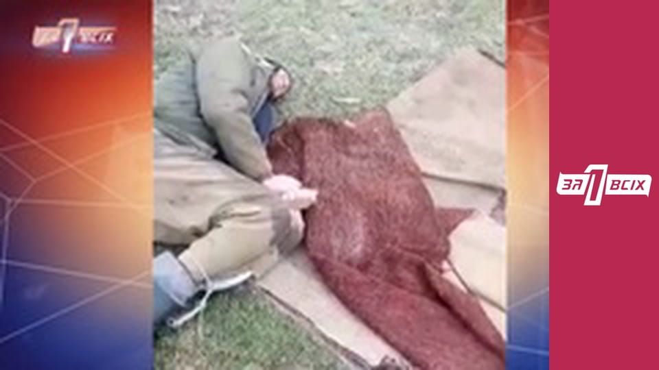 Старческие войны.