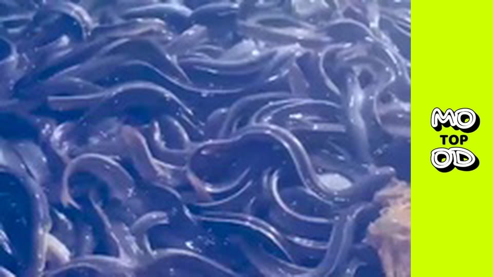 TopMood Сезон 2 Епізод 130