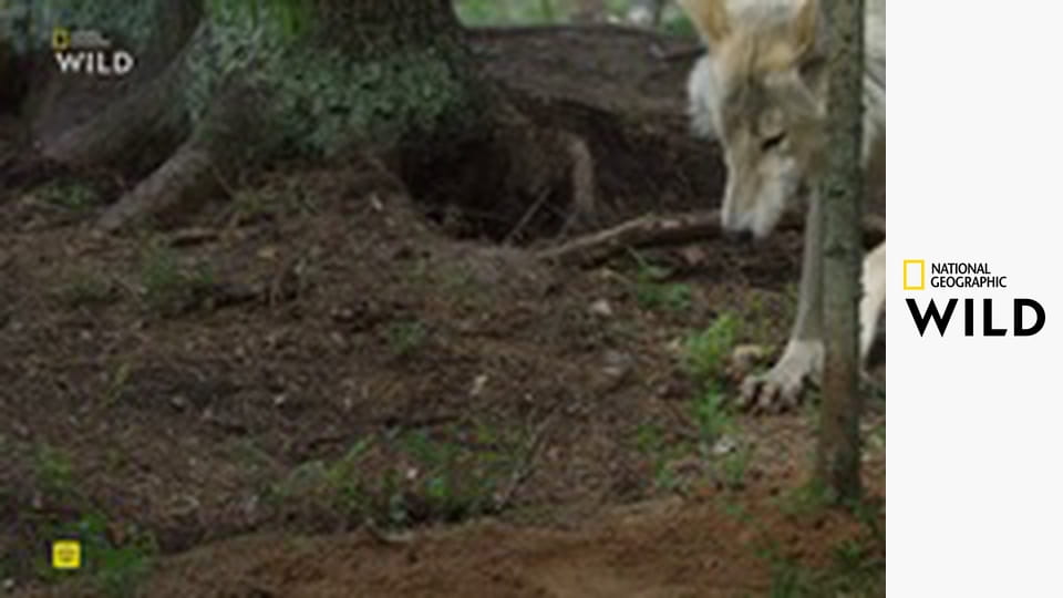 Земля пиренейской рыси S1E1 - Зима