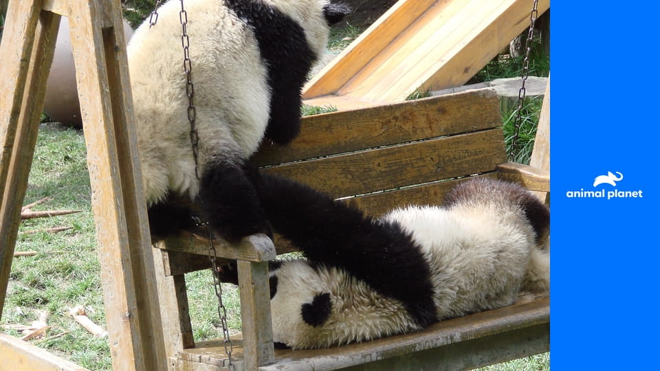 День в мире животных S1E5