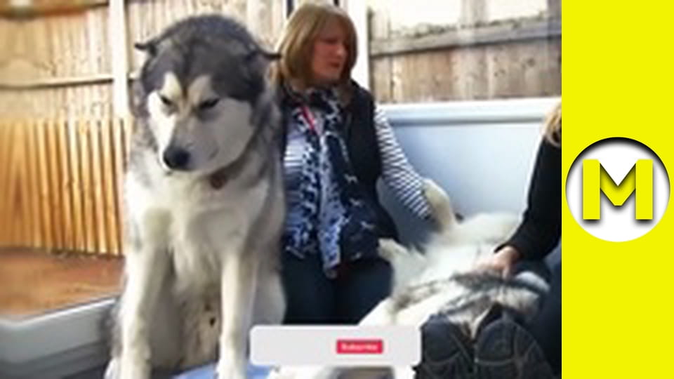 Max TV - сезон 2 - серія 49