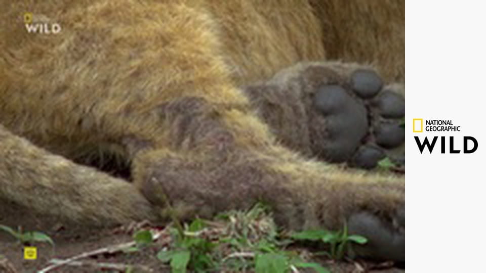 Невероятный доктор Пол S23E4