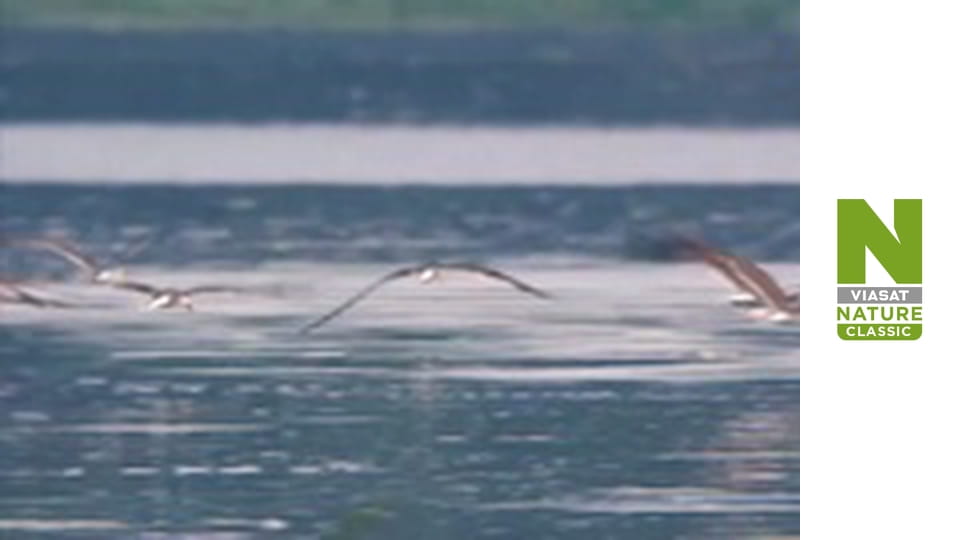 Nile: The Ultimate River - Wild Waters