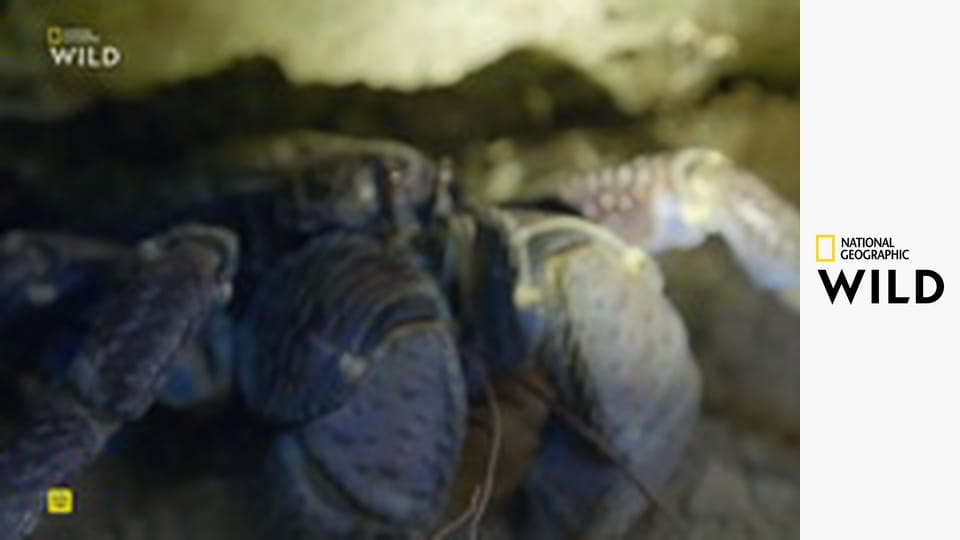 Дикая природа Филиппин S1E1 - Зачарованные острова