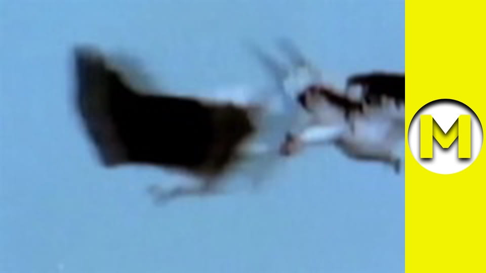 TOP (Max TV) - сезон 3 - серія 24