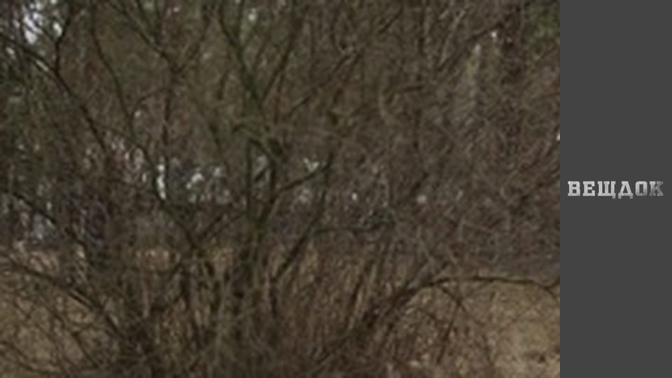 Особливий випадок. Близькі люди - Неземна