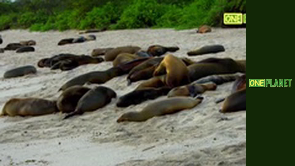 Галапагосы: На краю земли, 3 эп. Иллюзия сосуществования.