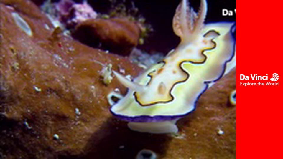 Бунтівні тварини - Водяні істоти і дивні схованки