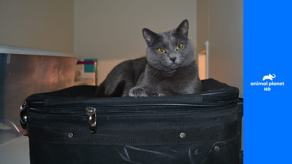 Адская кошка S2E4