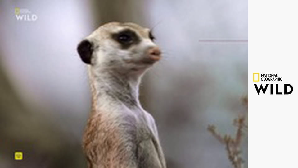 Дикие гении Африки