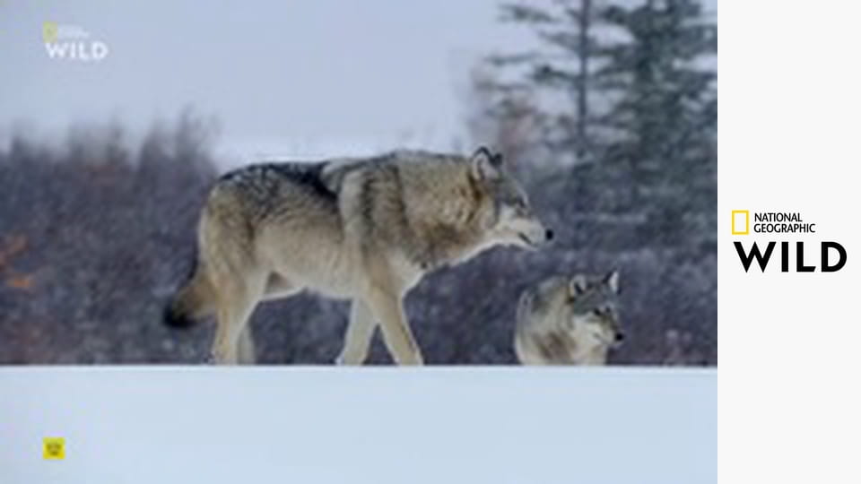 Невероятный доктор Пол S23E10