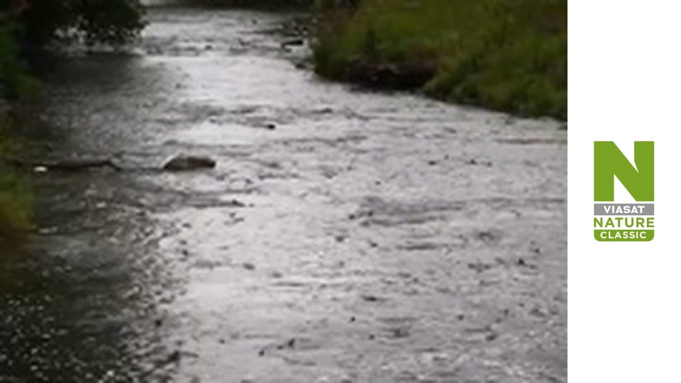 Nature's Mass Attacks - Fight or Flight