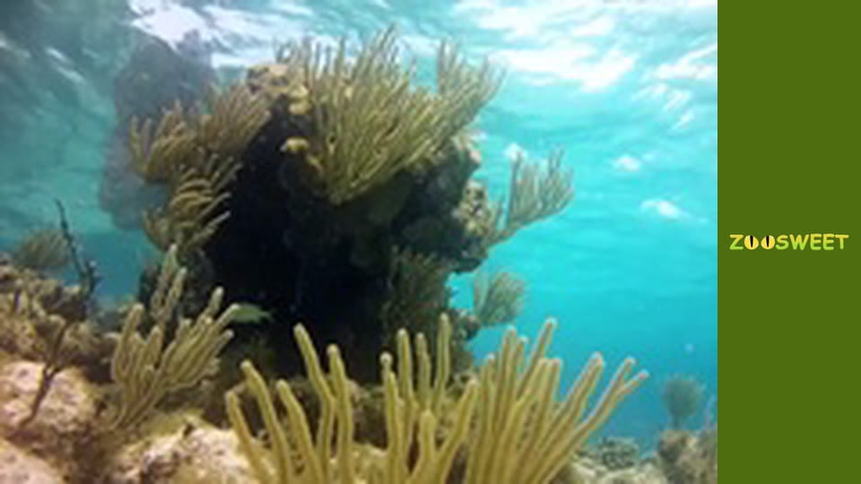 Спільноти тварин, Сезон 1, Випуск 13