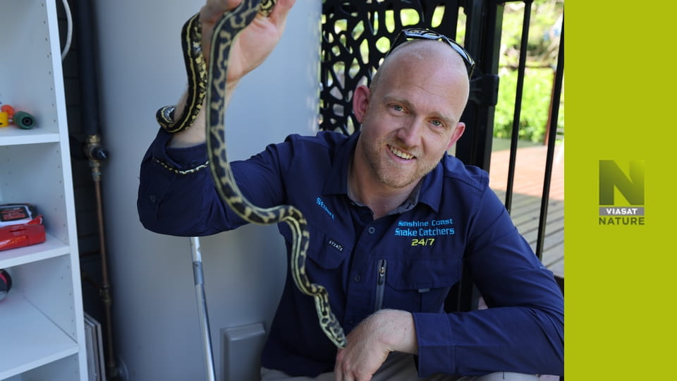 Австралійські зміїні борці S1E1 - Надто близько для комфорту