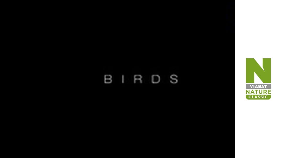 Птахи - Змінний світ