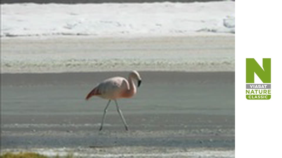 Дика Латинська Америка - Анди