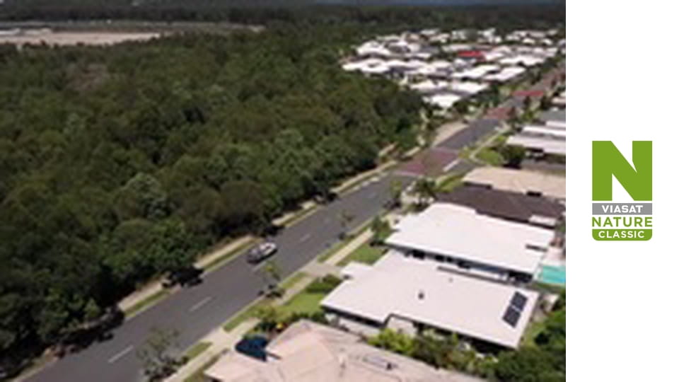 Aussie Snake Wranglers - Mistaken Identity